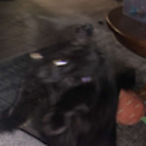 Meet your Posher, Isaac